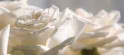 Close-up of delicate white roses in soft focus with sunlight enhancing their intricate petals, conveying a serene and romantic atmosphere.