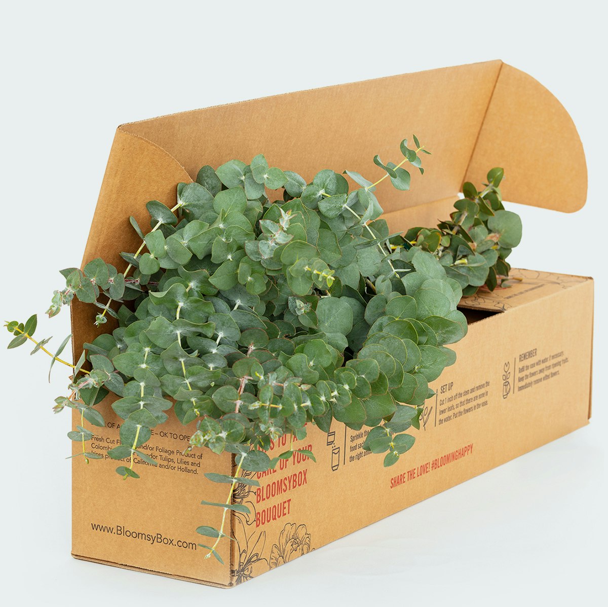 Eucalyptus Plant Eucalyptus Subscription BloomsyBox