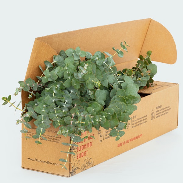 A fresh eucalyptus bouquet with vibrant green leaves spilling from an open BloomsyBox cardboard box on a white background, symbolizing eco-friendly packaging.