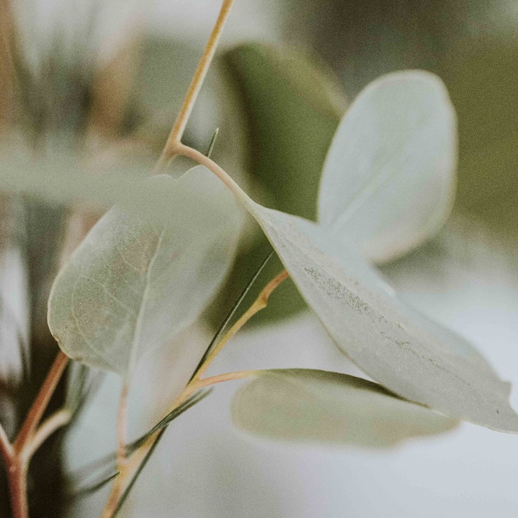 Close-up of pale green eucalyptus leaves with soft focus, showcasing their delicate texture and subtle color gradients amidst a dreamy, muted background.
