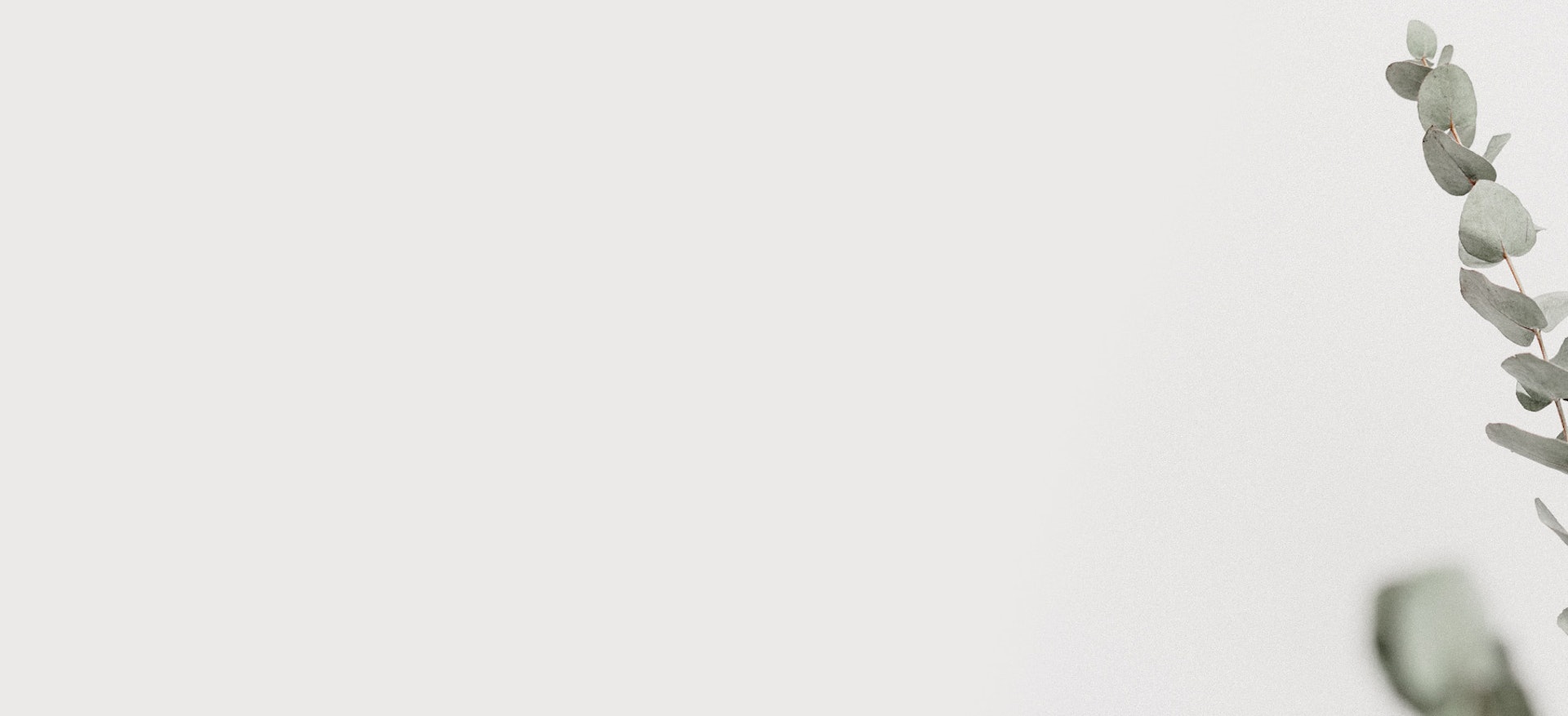 Elegant green eucalyptus leaves arranged against a soft white background, enhancing tranquility.