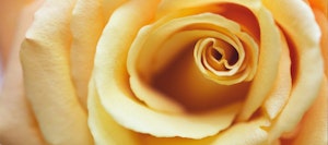 main rose