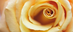 Close-up image of a vibrant yellow rose with delicate petals swirling towards the center, showcasing the natural beauty and intricate details of the flower.