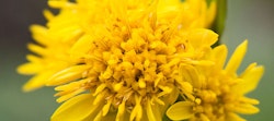 Close-up view of a vibrant yellow goldenrod flower with intricate details of its small petals and stamen, set against a soft green blurred background.
