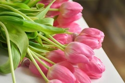A close-up of a bunch of fresh pink tulips with green stems and leaves lying diagonally on a white surface, showcasing the beauty of spring flowers.
