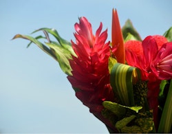 Vibrant red tropical flowers and lush green foliage against a clear blue sky, showcasing the beauty of exotic flora and natural color contrast.