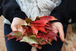 Person holding a variety of colorful autumn leaves in their hands, showcasing red, orange, and green hues, with a blurred natural background.