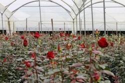 Vibrant red roses blooming inside a greenhouse with a translucent roof and walls, showcasing a widespread cultivation of these romantic flowers.