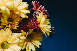 Vibrant yellow and reddish-pink chrysanthemums with soft petals and green centers against a dark backdrop, highlighting the contrast and details of the blooms.