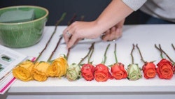 A person's hands arranging colorful roses in shades of yellow, orange, and red on a white table, with green bowl and florist supplies in the background.