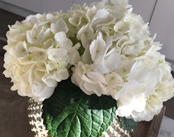 Close-up of lush white hydrangea flowers with large green leaves in a glass vase, set on a wooden surface for a refreshing home decor atmosphere.