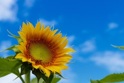 Bright yellow sunflower in focus with vibrant green leaves against a clear blue sky with scattered white clouds, symbolizing summer and nature's beauty.