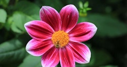 Vibrant pink dahlia with yellow center in full bloom set against a contrasting dark green foliage background, highlighting the natural beauty of garden flowers.