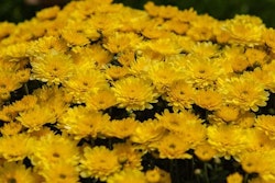Bright yellow chrysanthemums in full bloom, tightly packed in a lush garden, showcasing vibrant petals and green leaves under natural sunlight.
