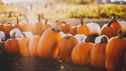 A variety of pumpkins laid out in a field during a sunny autumn day, with a soft focus on the background featuring more pumpkins and people in a farm setting.