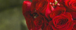 Vibrant red roses with delicate petals and green leaves in soft focus are captured in this close-up, conveying a romantic and elegant aesthetic.