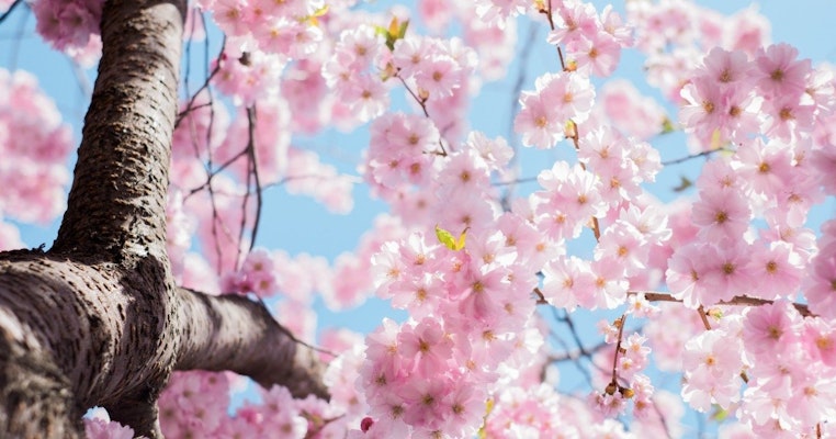 Delicate cherry blossoms in full bloom against a bright blue sky, celebrating spring's beauty.