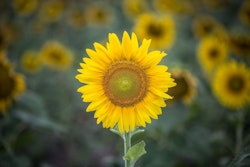 A vibrant sunflower in full bloom stands prominent against a blurred background of sunflower field, its yellow petals radiating with a bright contrast.