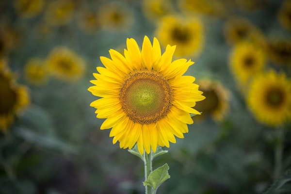 Vibrant sunflower standing tall among a field, showcasing its bright yellow petals and sunny charm.