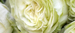 Close-up of a delicate white ranunculus flower with layers of soft, ruffled petals exhibiting subtle shades of green, showcasing the intricate patterns of its bloom.