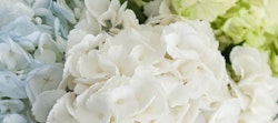 Soft hues of blue, white, and green hydrangea flowers in a close-up, showcasing the delicate petals and subtle color gradient, perfect for a serene background.