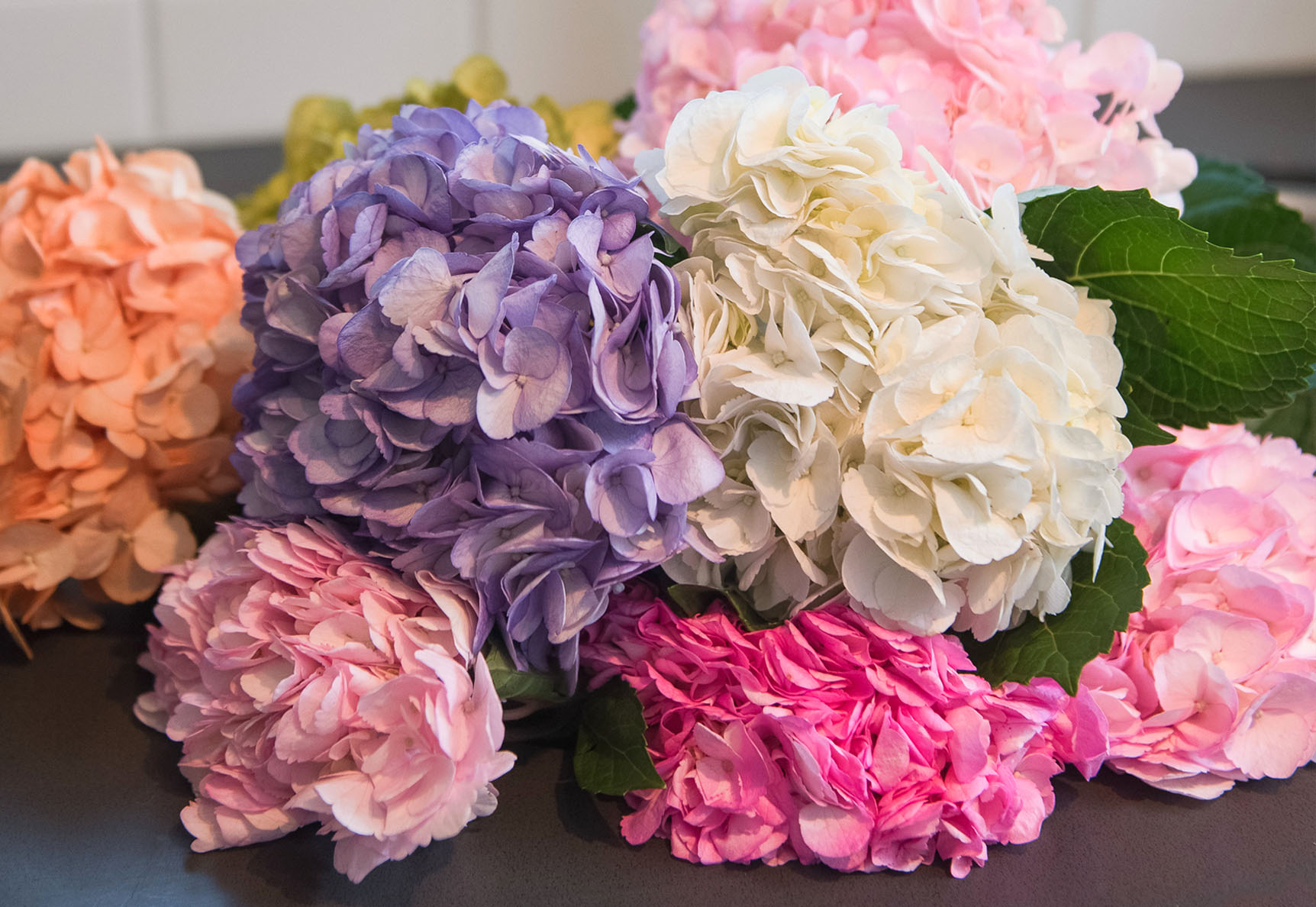 hydrangeas
