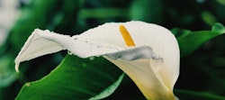 Close-up of a fresh white calla lily with droplets of water on its surface, showcasing a bright yellow spadix against a blurred green foliage background.