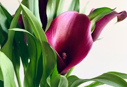 Close-up of a vibrant purple calla lily with a velvety texture surrounded by rich green leaves against a soft-focus white background.
