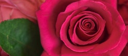Close-up of a vibrant pink rose with petals spiraling towards the center against a backdrop of soft-focus roses, highlighting the flower's intricate details and lush color.