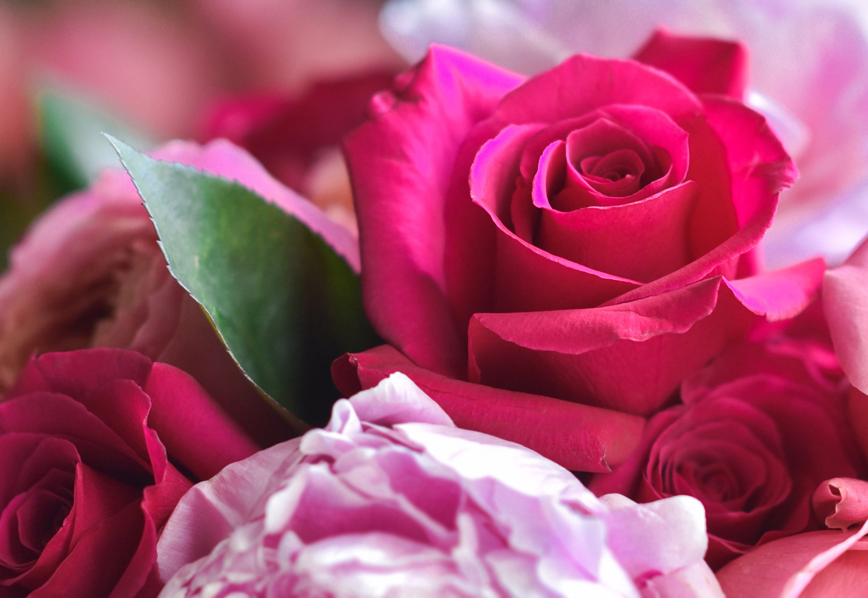 Is There A Flower Called Lola Home Alqu