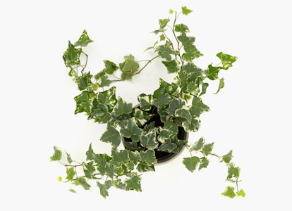 Lush green ivy plant with heart-shaped leaves in a black pot against a white background, with vines sprawling outward, symbolizing growth and nature indoors.