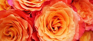 Vibrant close-up of a bouquet of full-bloom orange and yellow roses, showcasing the intricate petal patterns and the rich, warm color gradient.