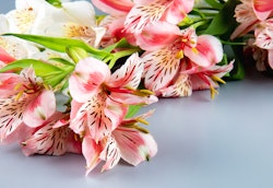 Vibrant pink and white Alstroemeria flowers, also known as Peruvian lilies, with delicate patterns and green leaves, presented in a bouquet against a light grey background.