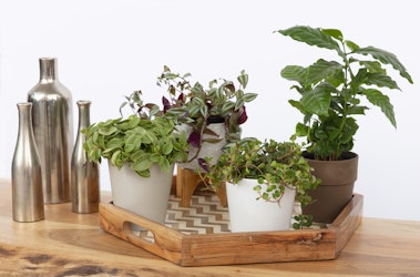 Various potted houseplants on a wooden tray beside sleek metallic vases, arranged on a wooden table against a plain white background.
