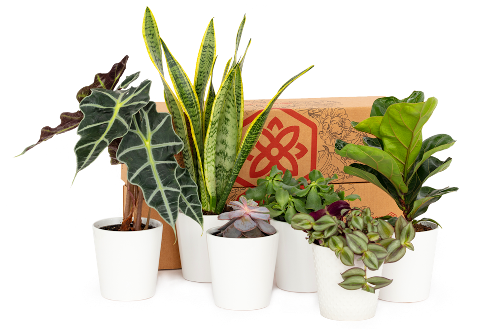 Plant Subscription Box Plant Delivery BloomsyBox