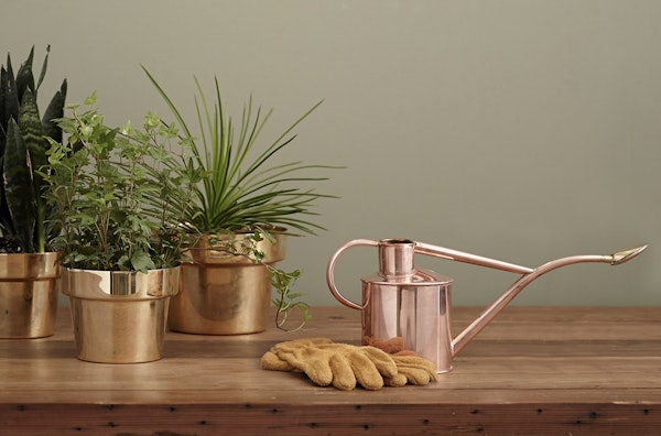 A collection of healthy houseplants in shiny brass pots beside a copper watering can with a long spout, resting on a wooden surface against a neutral background.