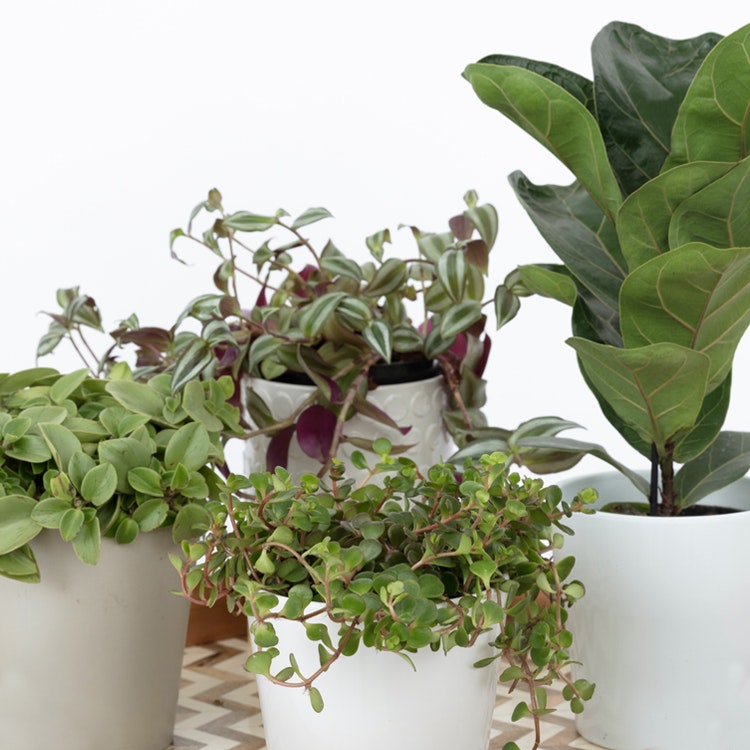 A collection of houseplants in white pots, including a lush fiddle leaf fig, trailing tradescantia, and verdant peperomia, arranged on a patterned tile surface.