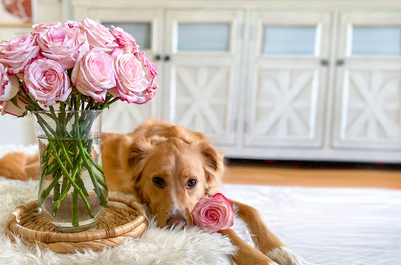 A golden retriever resting beside a vase of pink roses on a cozy, fluffy surface.