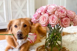 Golden retriever dog holding a pink rose in its mouth beside a large vase of matching pink roses on a cozy indoor setting with a white door background.