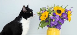 A curious black and white cat sniffing a vibrant bouquet of sunflowers and purple flowers in a yellow vase against a light grey background.