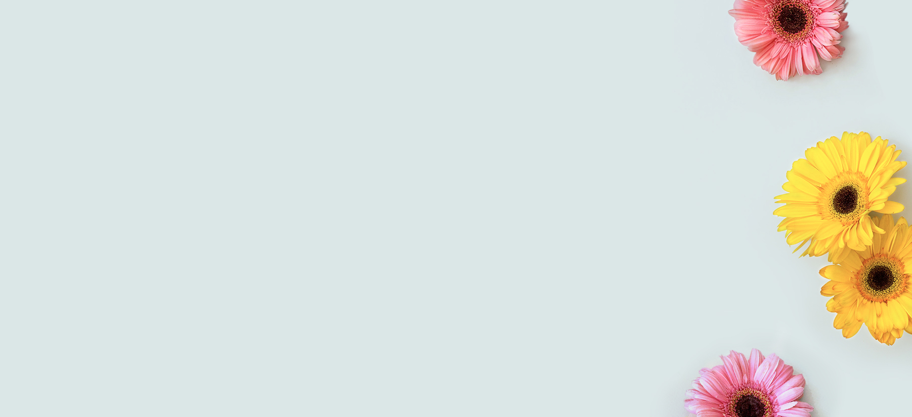 Vibrant gerbera daisies in pink, yellow, and orange hues arranged on a soft pastel background.