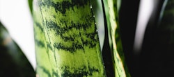 Close-up of a snake plant's leaf with distinctive green mottling, showing the plant's texture against a softly blurred background, highlighting natural patterns.