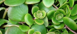 Lush green succulent plants with plump leaves and a small plant center resembling a rosette, indicative of healthy growth and vitality in a natural setting.