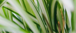Close-up of vibrant green and white variegated leaves, focusing on their intricate patterns and textures, with a shallow depth of field for a soft background.