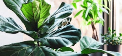 Sunlight filters through large green leaves of indoor plants, highlighting their vibrant textures and creating a tranquil atmosphere in a bright, airy room.