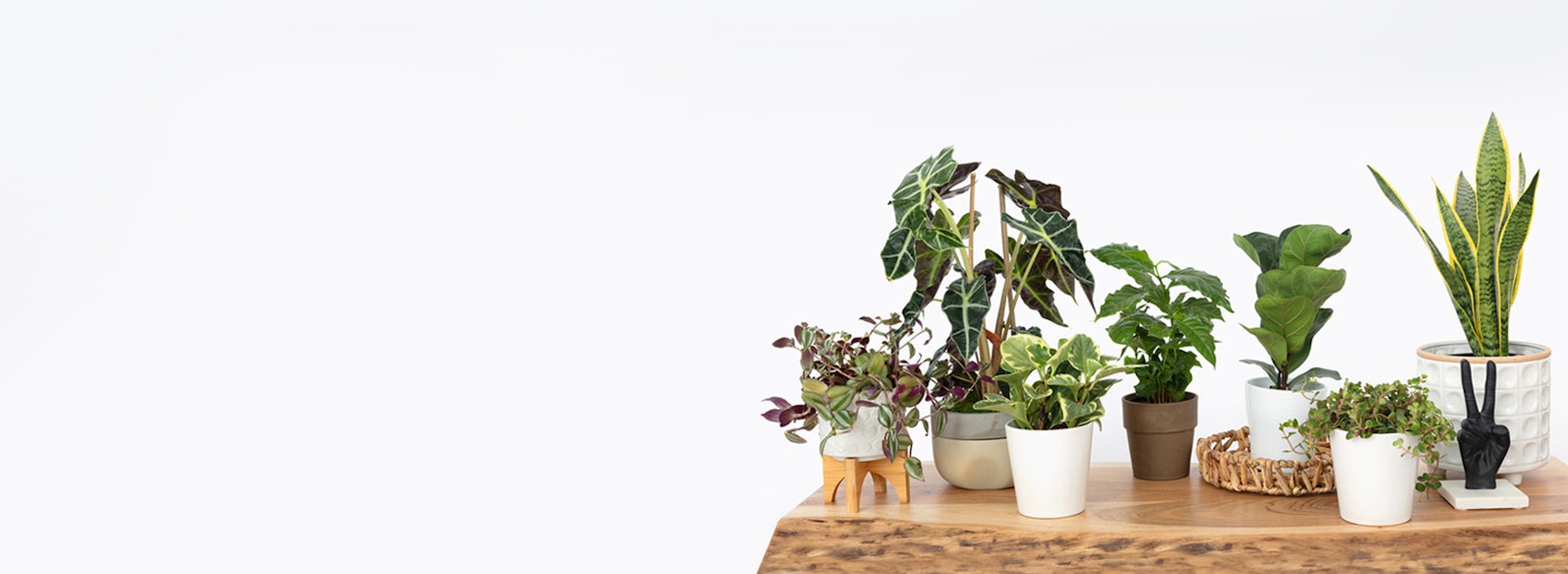 Vibrant assortment of indoor plants in stylish pots on a wooden table, ideal for home decor.