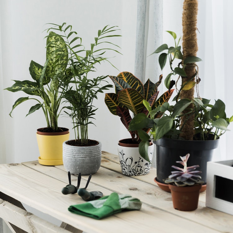 Assortment of potted indoor plants on a wooden table, including a palm, croton, and fern, with gardening gloves and tools, in a light-filled room.