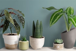 Assorted indoor plants including a polka dot plant, succulent, and snake plant in various decorative pots against a soft teal wall, creating a tranquil home environment.