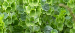 Close-up of lush green Bells of Ireland (Moluccella laevis) plants with distinctive bell-shaped calyxes and vibrant foliage in a garden.