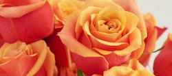 Vibrant close-up of orange roses with intricate petals and soft lighting, highlighting the natural beauty and romantic symbolism of fresh blooms.